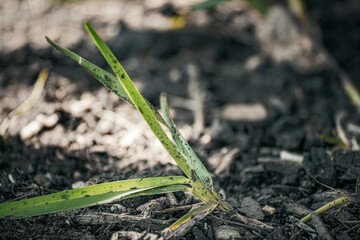 grass growing in the soil