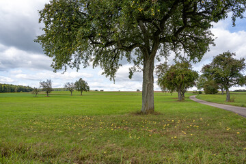 Mostbirnenbaum mit Fallobst