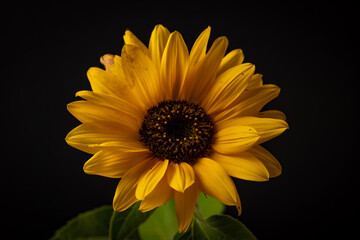 Orange autumn sunflower with green leafs and black background