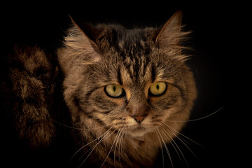 Tabby small cat on wooden table with black background