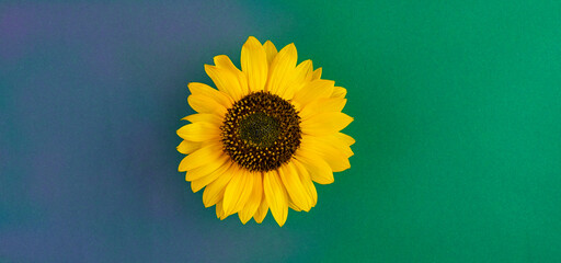Bright yellow sunflower flower on blue green gradient background