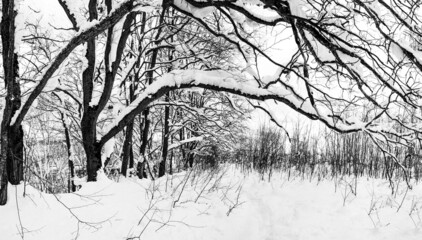 beautiful winter landscape with an oak forest and a path covered with snow, black and white photo
