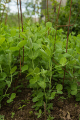 Peas are growing. Growing peas. Green