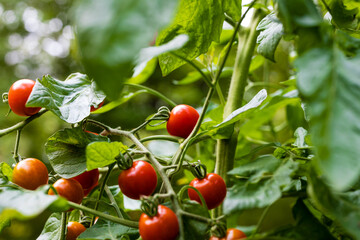 Sweet 100 tomato cultivar producing long fruit-bearing stems holding cherry tomatoes throughout the growing season. Selective focus, background and foreground blur.
