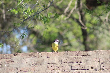birds