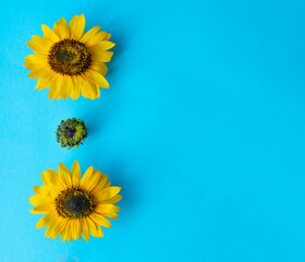 Beautiful sunflowers on a blue background with copy space