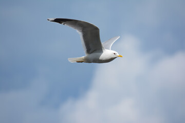 Seagull bird in flight against the background of a blue sky with clouds