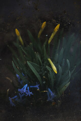 Fototapeta na wymiar spring flowers