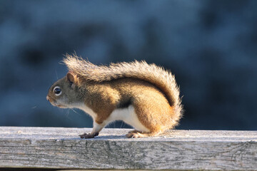 Female Red Squirrel, backyard bully, on fence looking for food on autumn morning, backlit with beautiful tail