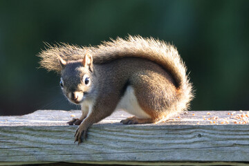 Female Red Squirrel, backyard bully, on fence looking for food on autumn morning, backlit with beautiful tail