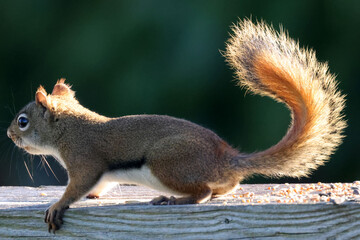 Female Red Squirrel, backyard bully, on fence looking for food on autumn morning, backlit with beautiful tail