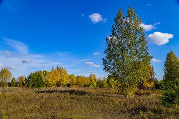 autumn landscape with forest and blue sky