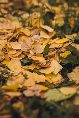 Colorful foliage in the autumn park. Autumn leaves yellow