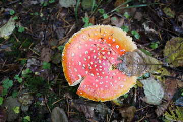 Beautiful red fly agaric in the autumn forest.