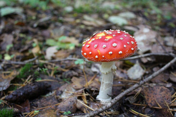 Beautiful red fly agaric in the autumn forest.