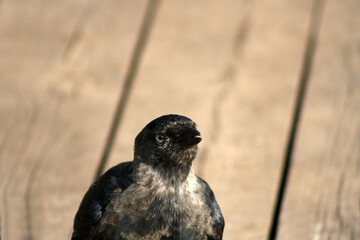 bird on a fence