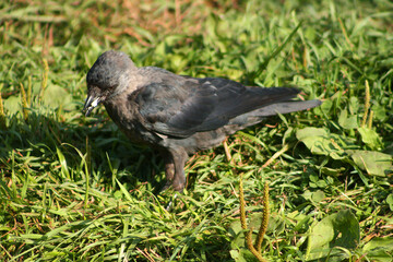blackbird