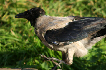 crow on the ground