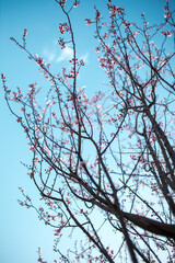 cherry blossom