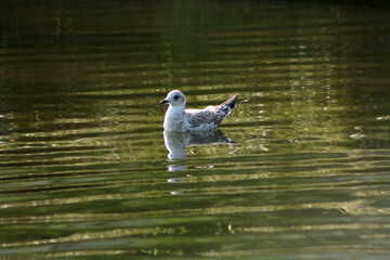 seagull on the water