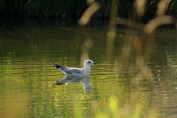 ducks in the lake
