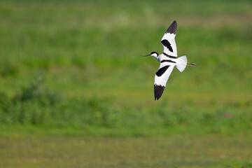 An adult pied avocet (Recurvirostra avosetta) banking with full speed.
