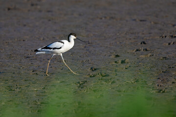 An adult pied avocet (Recurvirostra avosetta) photograped at ground level in shallow water.