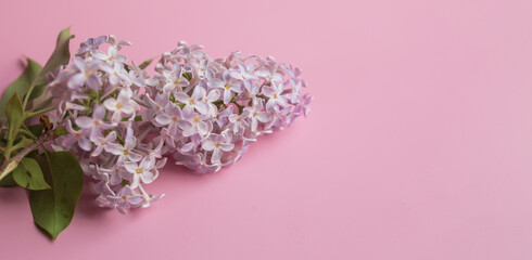 branch of lilac on a pink background. background, banner