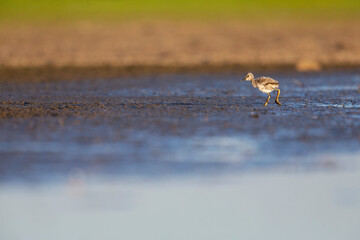 Juvenile pied avocet (Recurvirostra avosetta) photograped at ground level in shallow water.