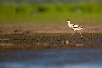 An adult pied avocet (Recurvirostra avosetta) photograped at ground level in shallow water.