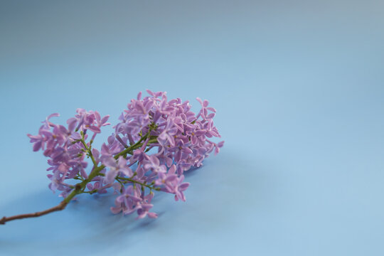 branch of lilac on a blue background. background