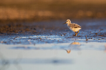 Juvenile pied avocet (Recurvirostra avosetta) photograped at ground level in shallow water.