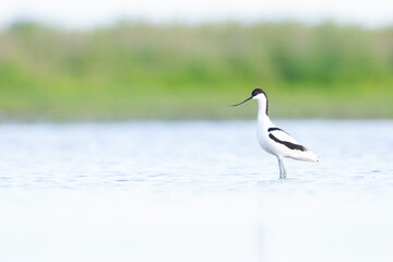 An adult pied avocet (Recurvirostra avosetta) photograped at ground level in shallow water.