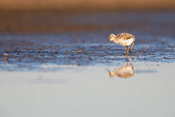 Juvenile pied avocet (Recurvirostra avosetta) photograped at ground level in shallow water.
