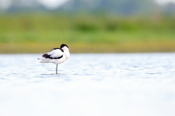 An adult pied avocet (Recurvirostra avosetta) photograped at ground level in shallow water.