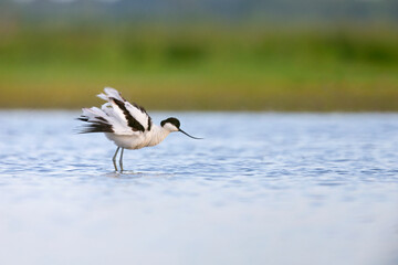 An adult pied avocet (Recurvirostra avosetta) photograped at ground level in shallow water.