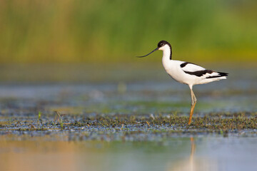 An adult pied avocet (Recurvirostra avosetta) photograped at ground level in shallow water.