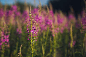 Willow herb pink Epilobium flowers of fireweed (Epilobium or Chamerion angustifolium) in bloom ivan tea. blooming Sally