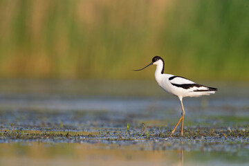 An adult pied avocet (Recurvirostra avosetta) photograped at ground level in shallow water.