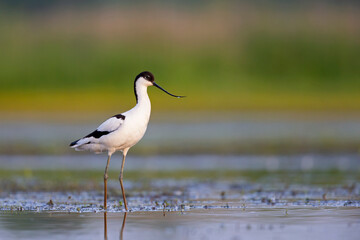 An adult pied avocet (Recurvirostra avosetta) photograped at ground level in shallow water.