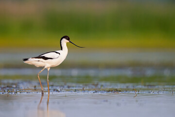 An adult pied avocet (Recurvirostra avosetta) photograped at ground level in shallow water.