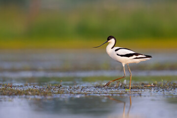 An adult pied avocet (Recurvirostra avosetta) photograped at ground level in shallow water.