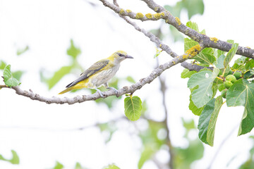 A juvenile eurasian golden oriole (Oriolus oriolus) perched in a tree.