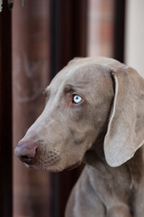 Weimaraner looking out 