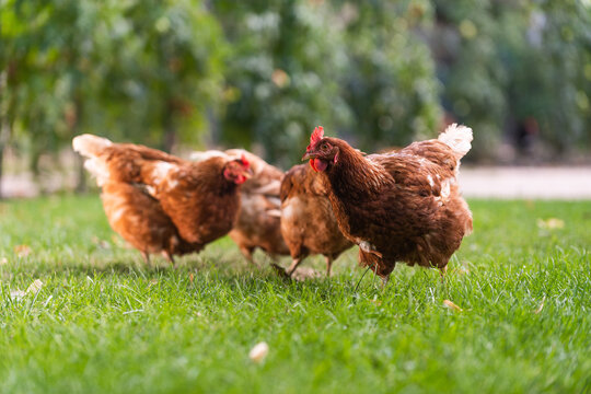 Rooster And Chickens In The Farmyard