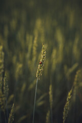 Ladybug on a wheat spikelet. green wheat field. nature