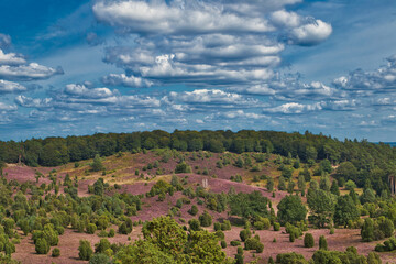 Die Lüneburger Heide