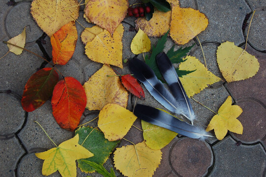 Autumn fallen leaves and bird feathers