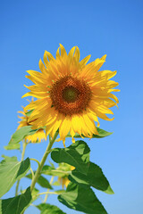 Vivid Yellow Sunflower on Vibrant Blue Sky Background