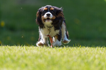 Cavalier running and playing